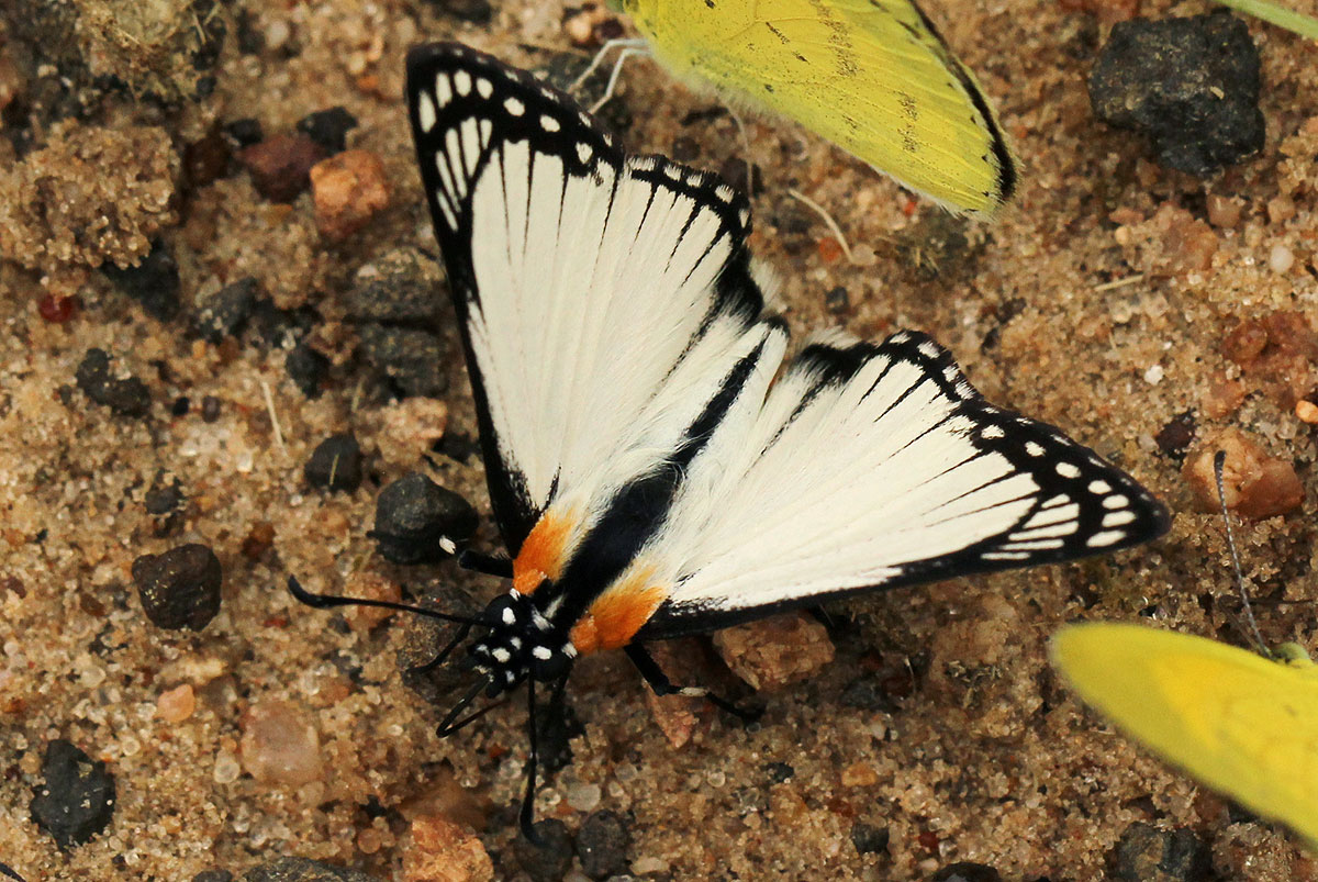 Leucochitonea levubu