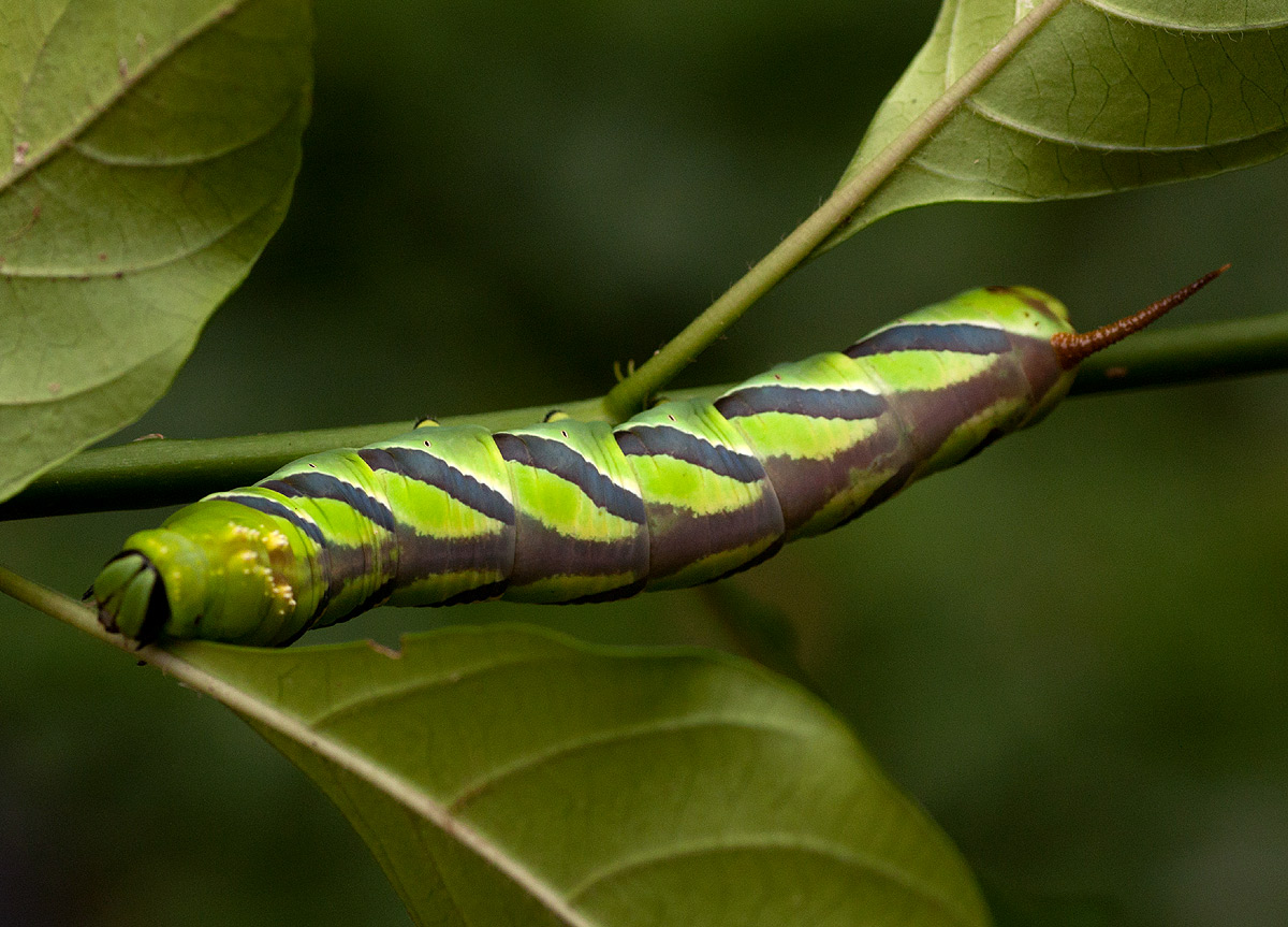 Coelonia fulvinotata