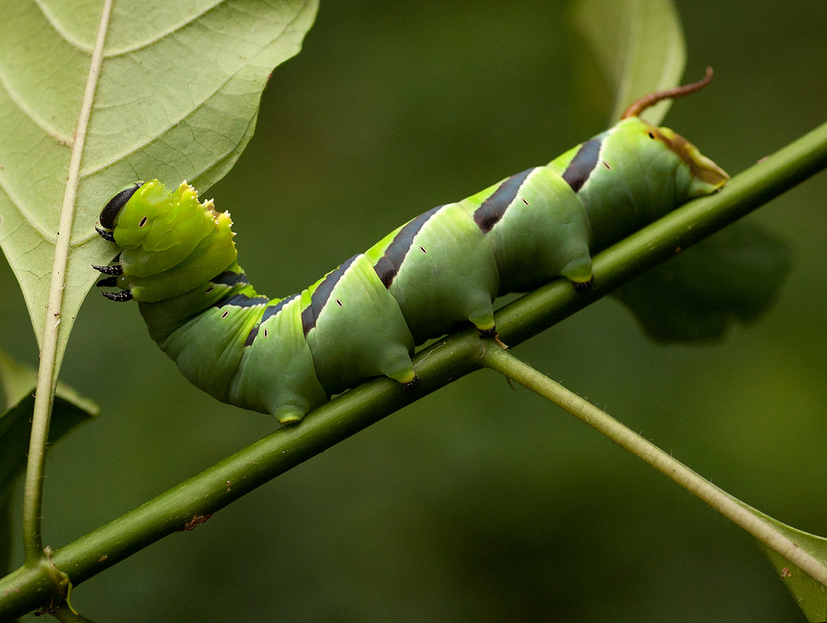Coelonia fulvinotata