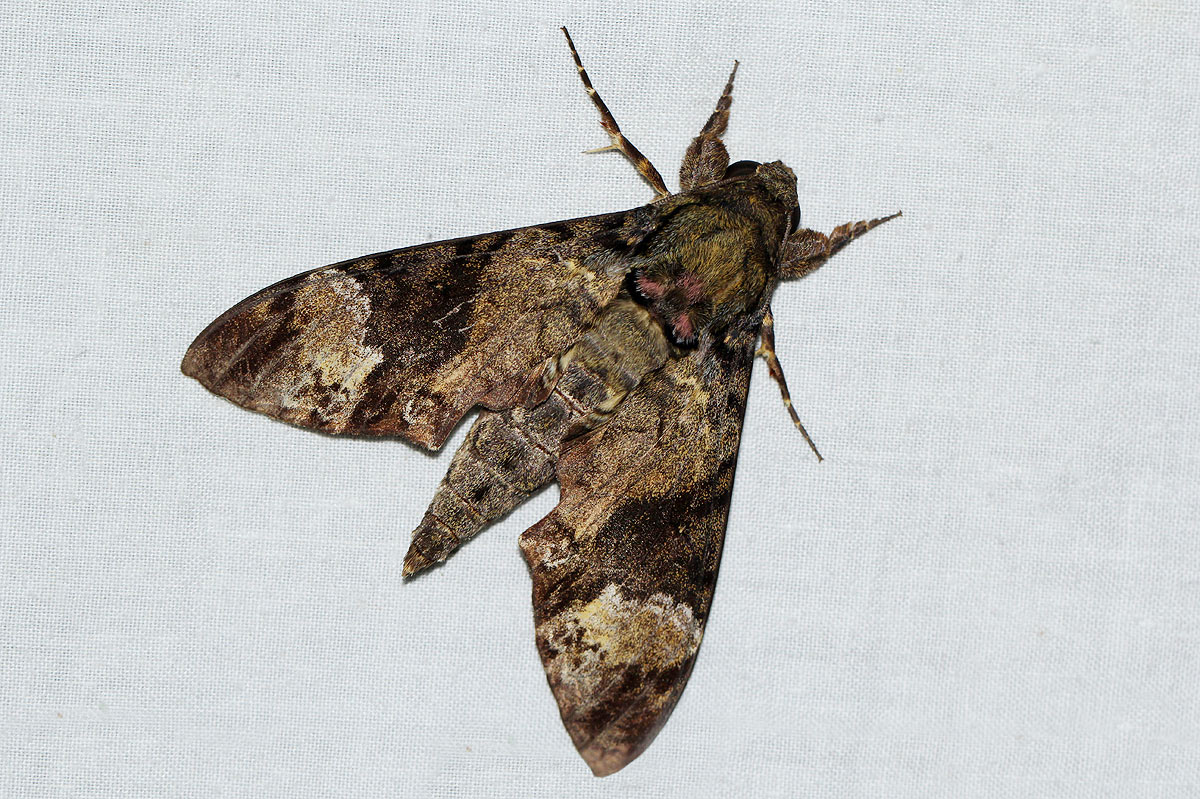 Coelonia fulvinotata