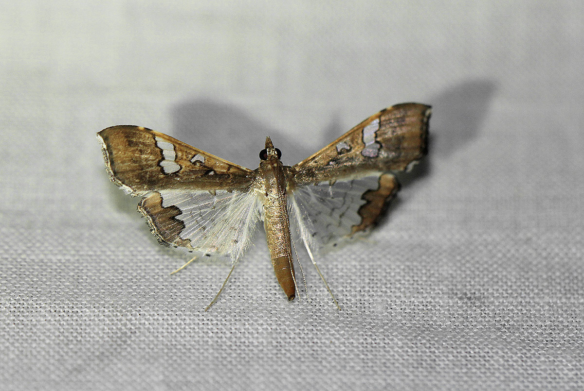 Maruca vitrata