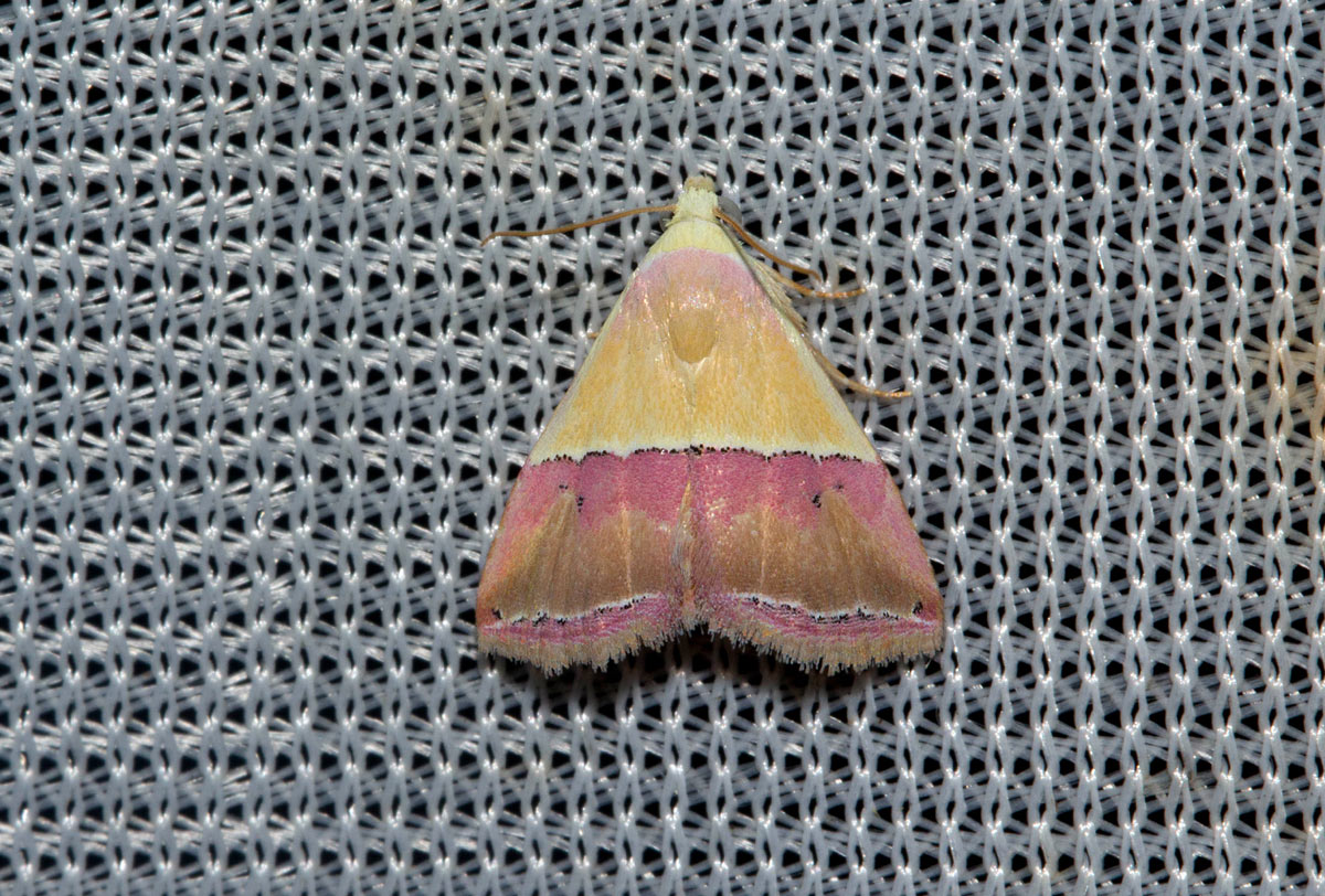 Eublemma anachoresis