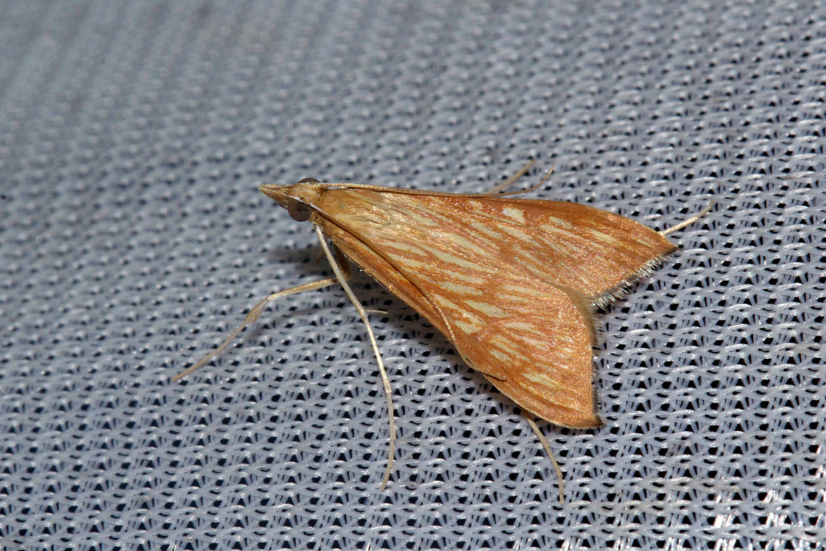 Antigastra catalaunalis