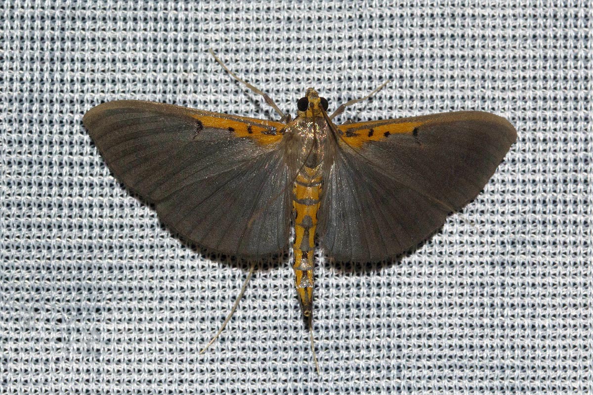 Filodes costivitralis 