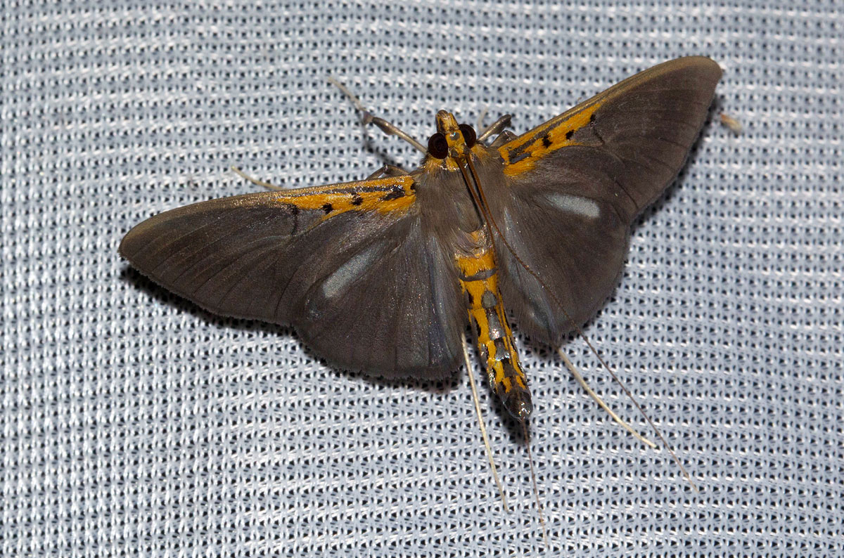 Filodes costivitralis 