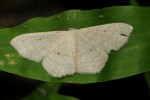 Scopula minorata
