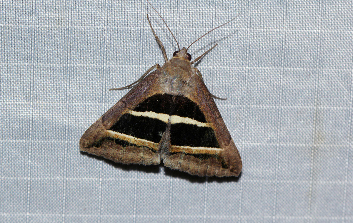 Grammodes bifasciata