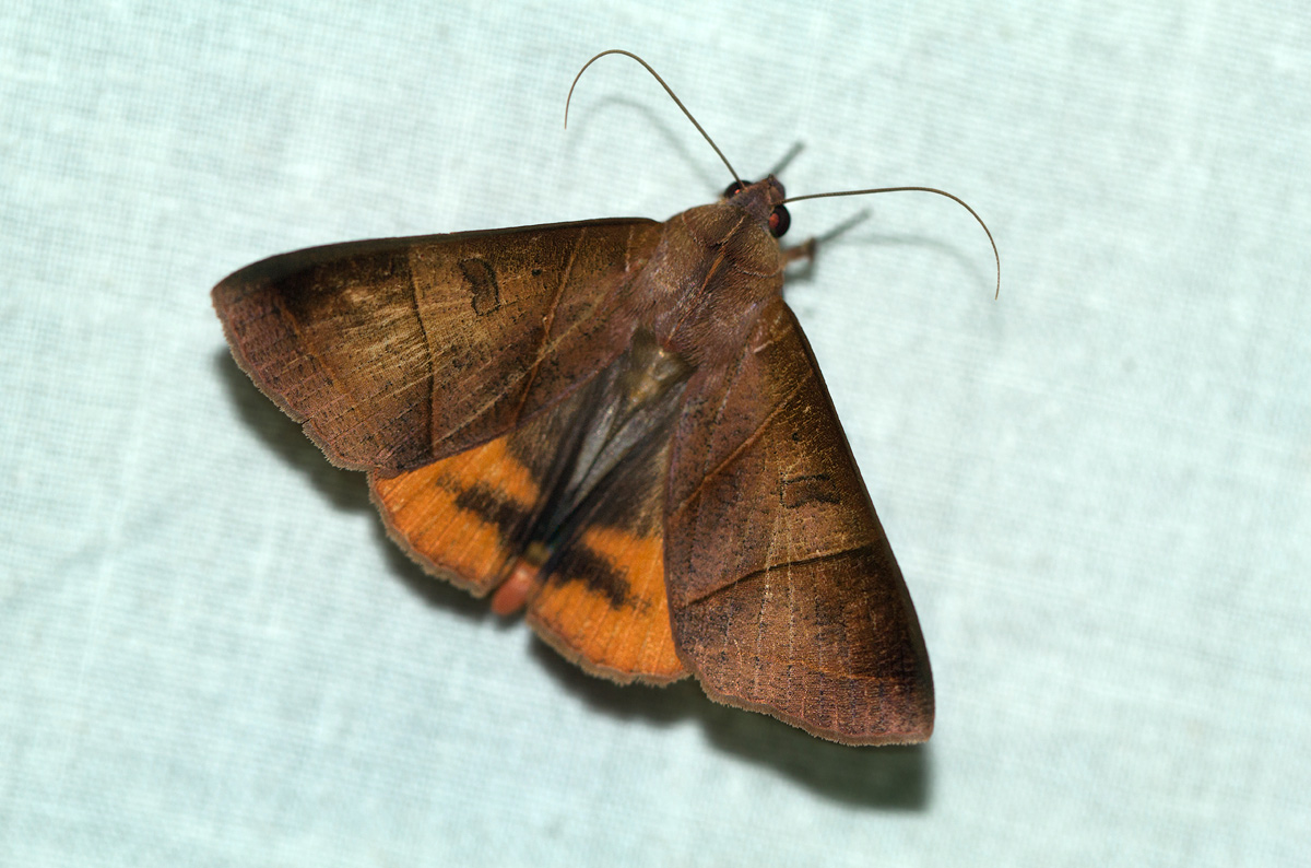 Thyas rubricata