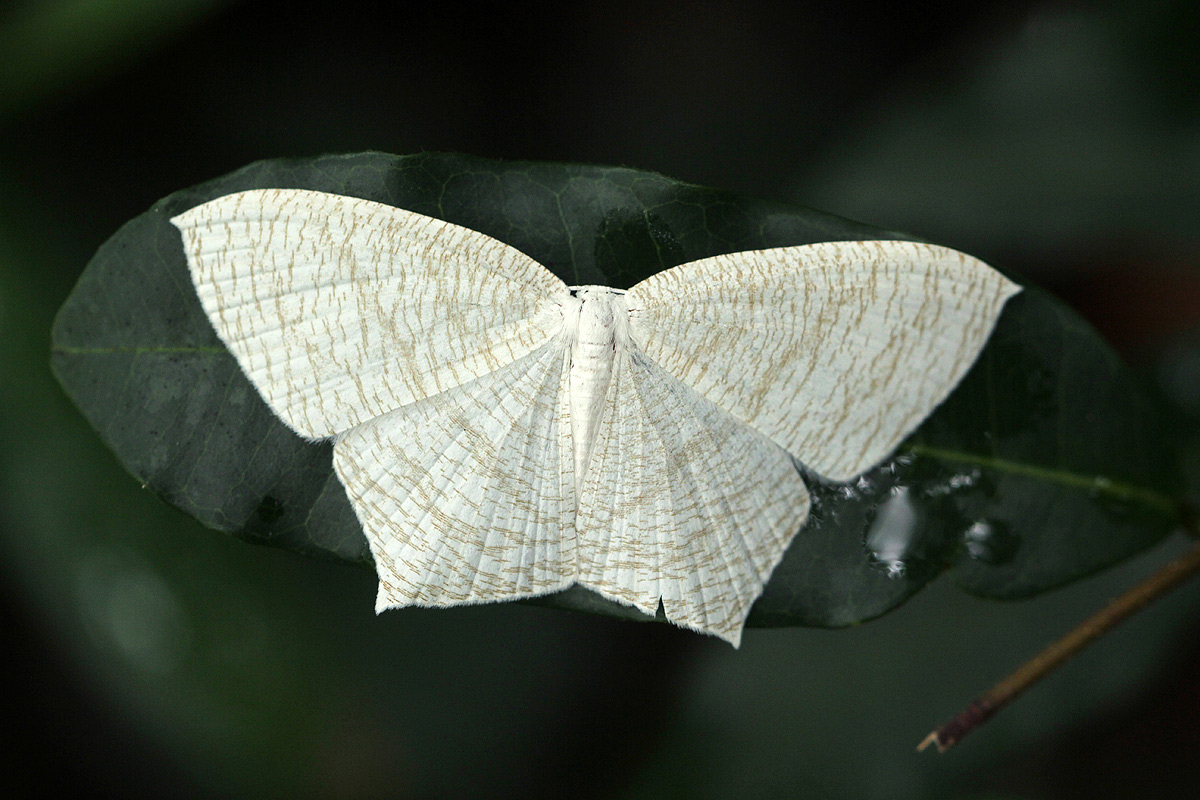 Acropteris illiturata