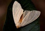 spilosoma lineata