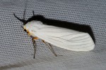 spilosoma lineata
