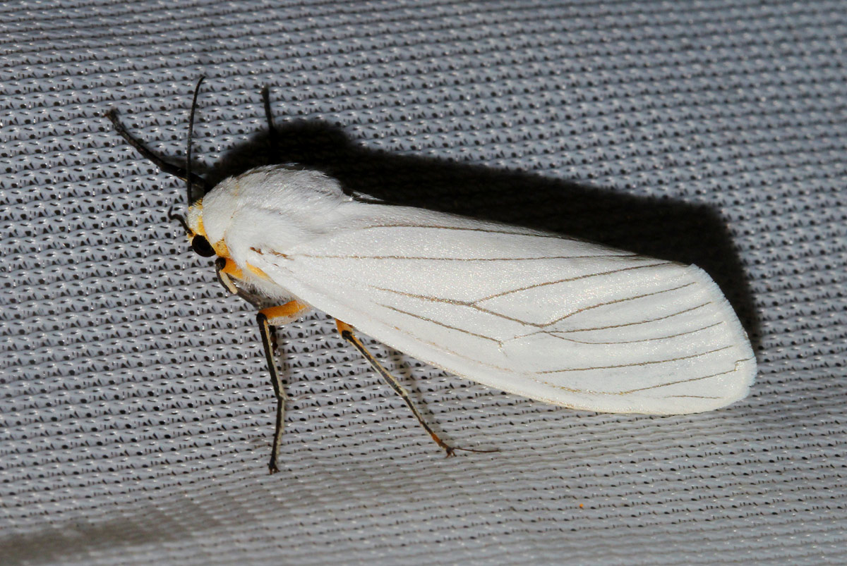 spilosoma lineata