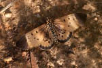 Acraea caldarena