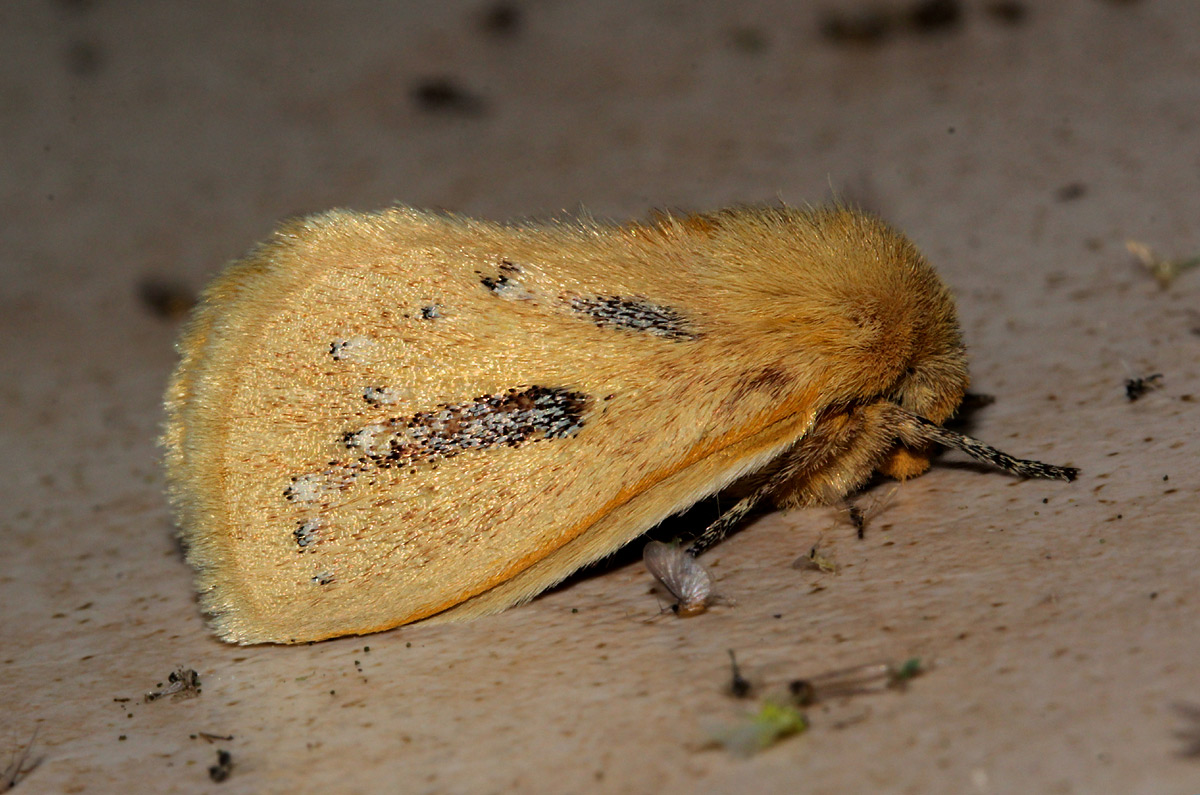 Laeliopsis punctuligera