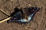 Charaxes etesipe