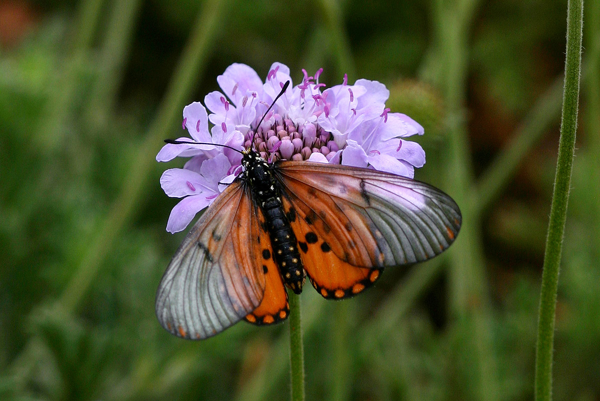 Acraea horta