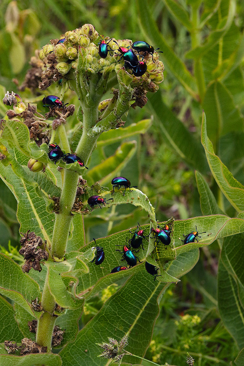 Platycorynus dejeani
