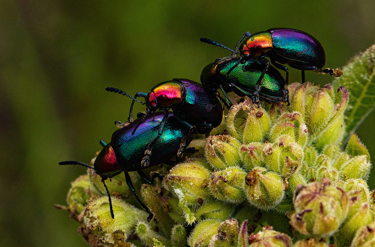 Platycorynus dejeani