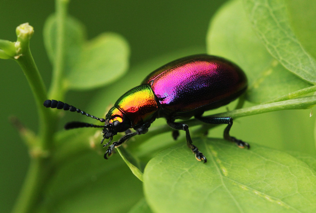 Platycorynus dejeani