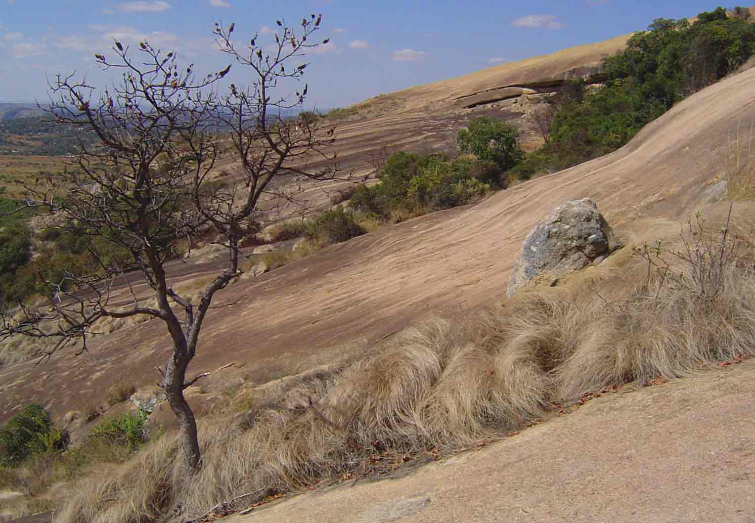 View from a distance towards Domboshawa Cave. A leafless specimen of Hymenodictyon floribundum is visible in the foreground.