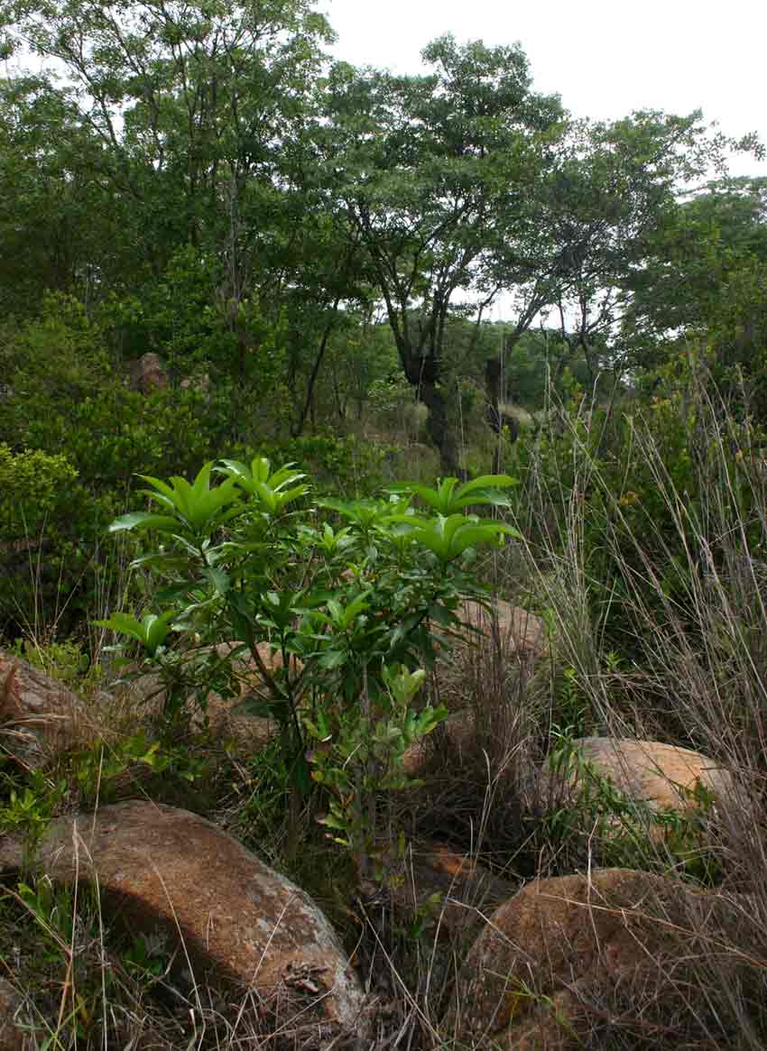 View of Rauvolfia caffra in a stream bed quite close to the Dam.