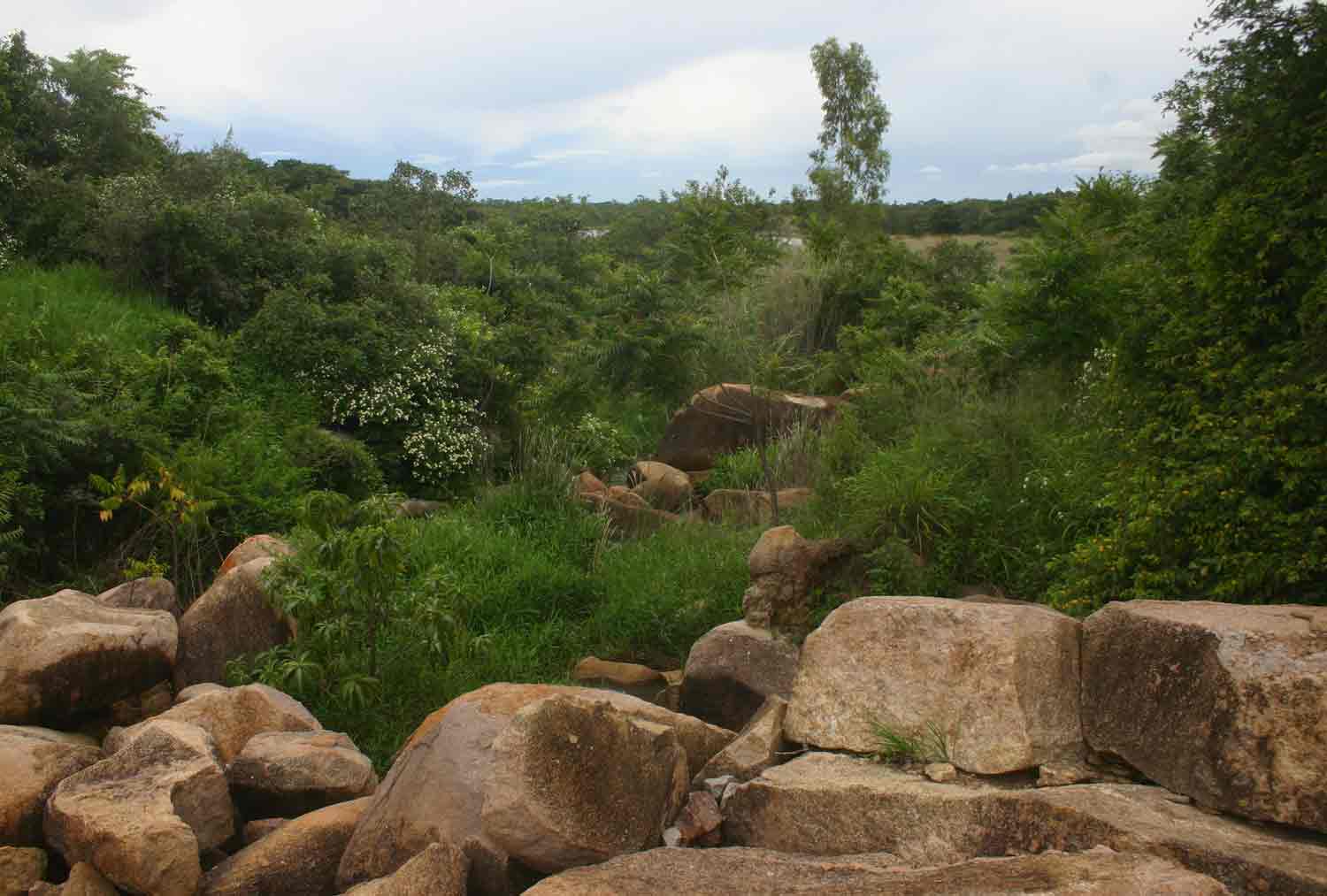 Rocky riverine vegetation, by road bridge at UR013179. Another specimen of Rauvolfia caffra occurs here; the white flowered shrub is Lantana camara.