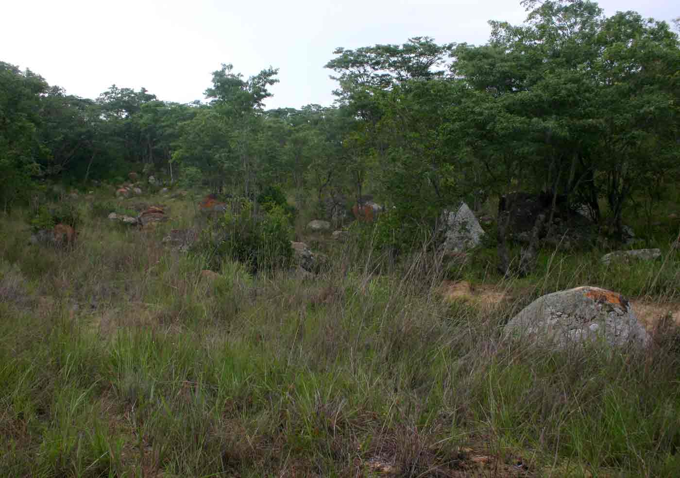 Grassland and miombo woodland