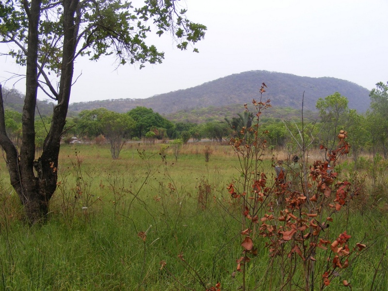 The peat bog a month after a burn.