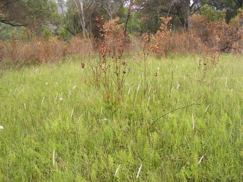 Scorched Syzygium cordatum, the grass Imperata cylindrica (white) and the fern Thelypteris confluens.