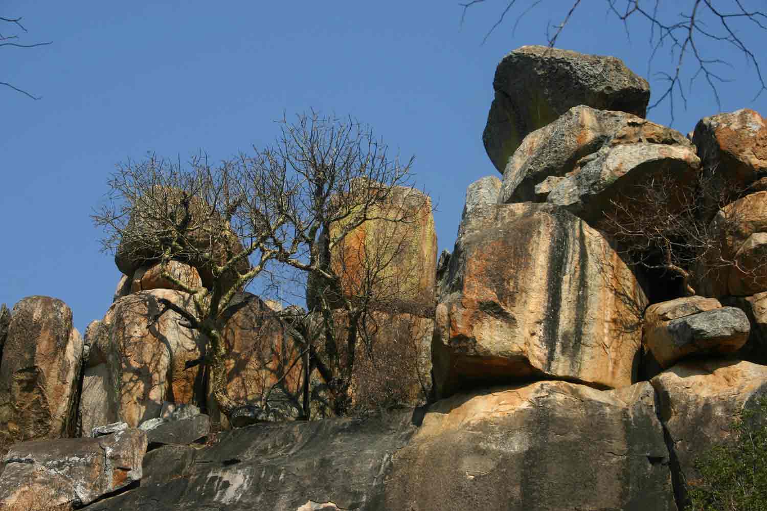 Trees on a rocky kopje.