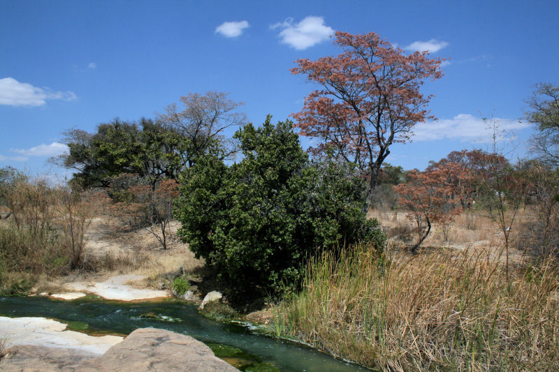 Mukuvisi River with evergreen riverine fringe vegetation (Syzygium cordatum) and dry season bush in background with msasas just coming into leaf. 