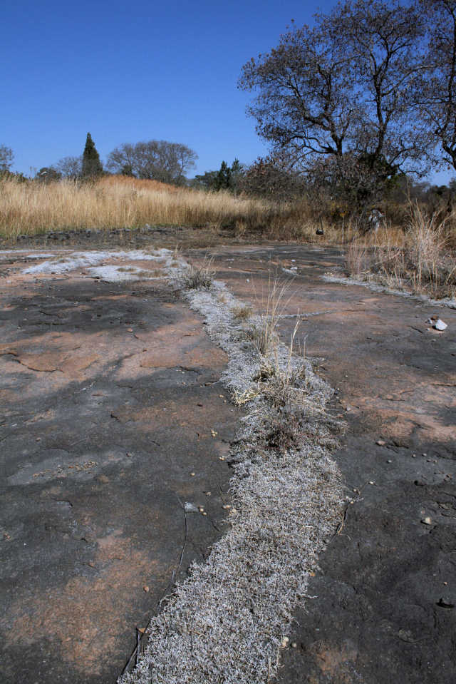 Vegetation (in this case the fern ally, Selaginella dregei) growing in a crack on a bare rock surface. This is an unusual habitat in the Mukuvisi Woodlands and is mostly to be found to the south of the River in the Blatherwick Avenue area.