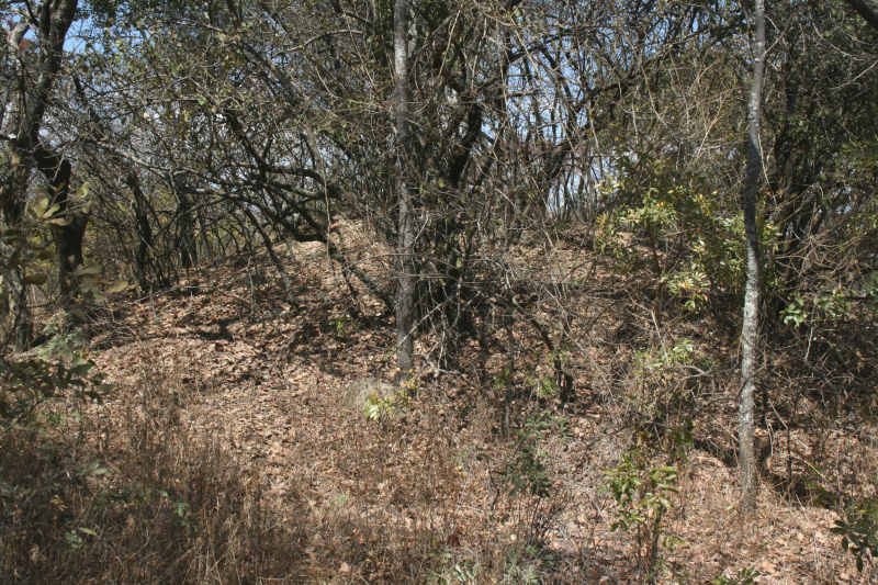 A termite mound, covered in dense woody vegetation, including, on this occasion, Schotia brachypetala in flower.