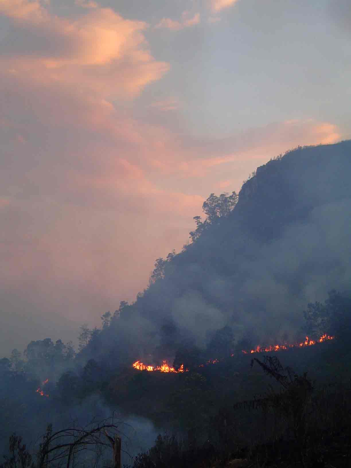 Occasional grass fires improve the grassland vegetation