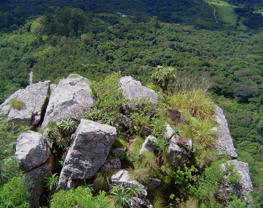 Aloe arborescens on the cliffs
