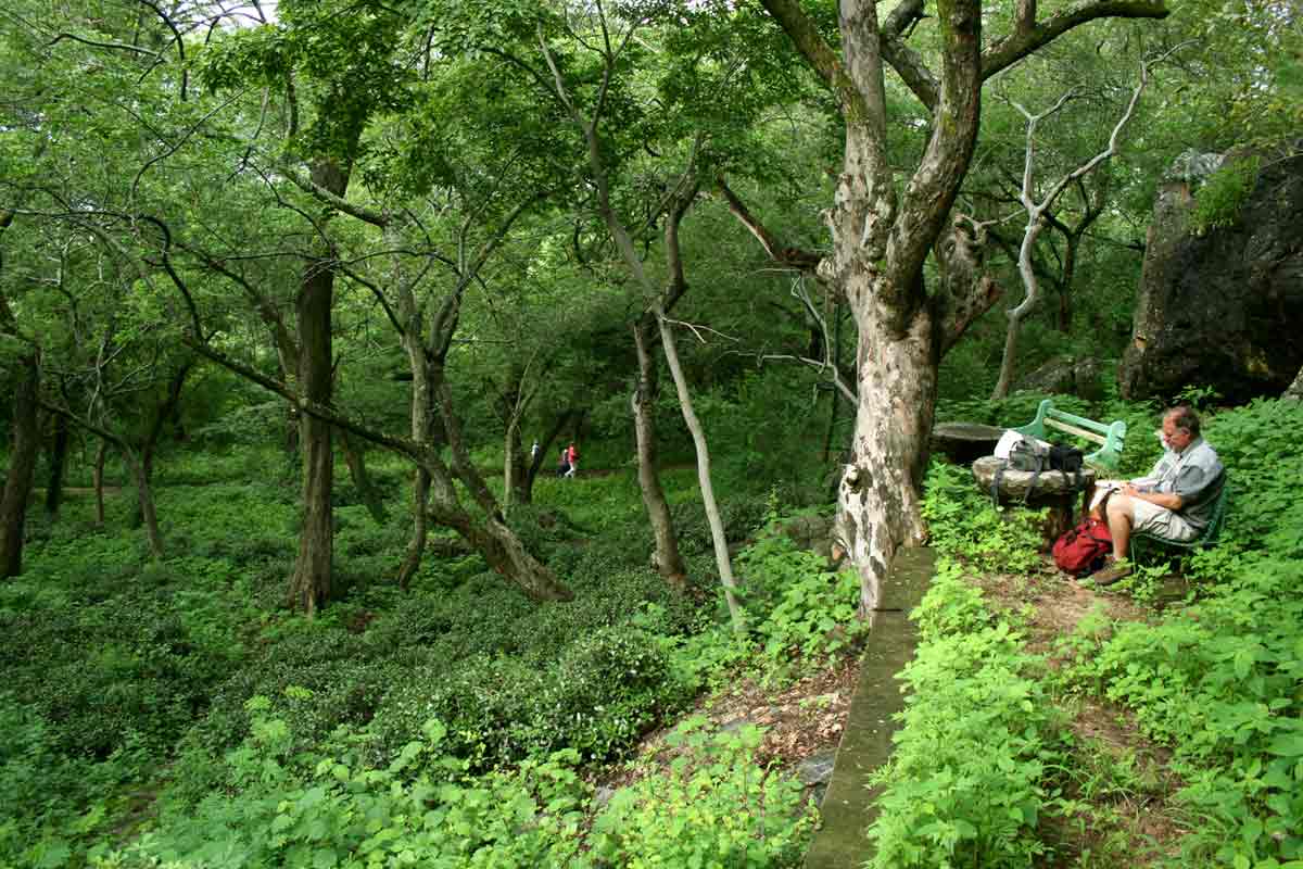 Old succulent gardens, now shaded by trees and overgrown with weeds.