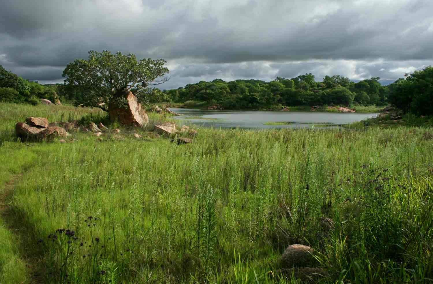 Abundant weeds colonizing dry edges of the Dam.