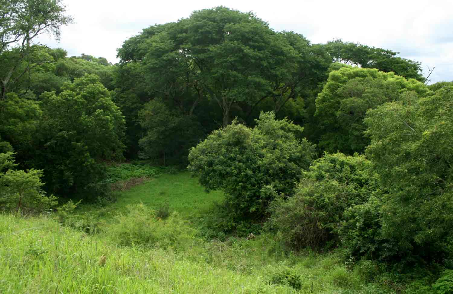 Dense woodland below the (upper) dam wall.
