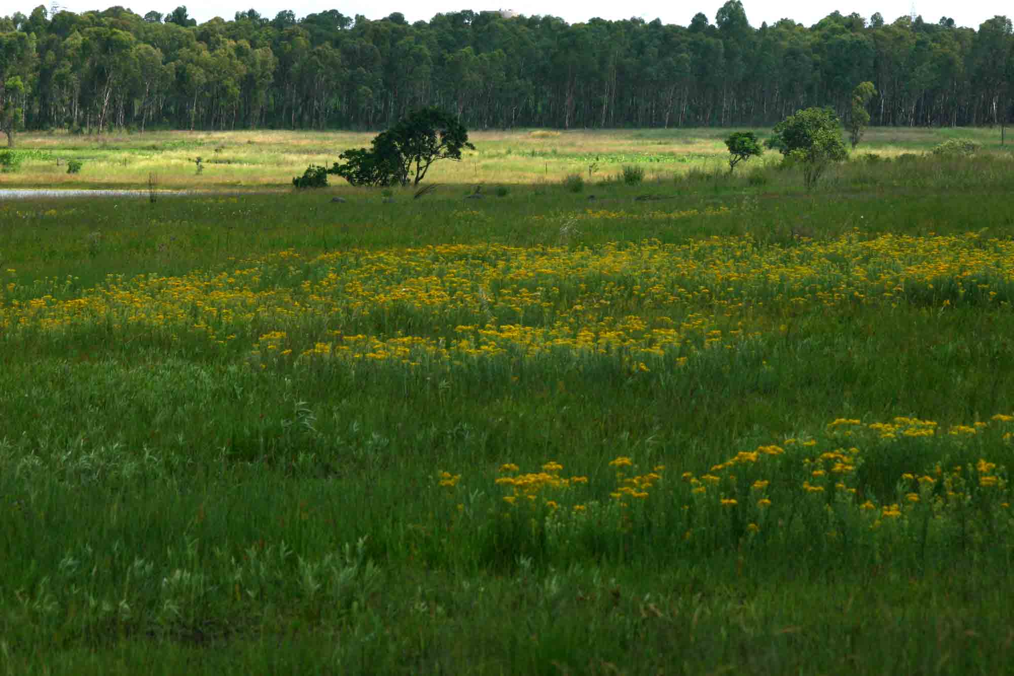 Conyza welwitschii at Haka vlei