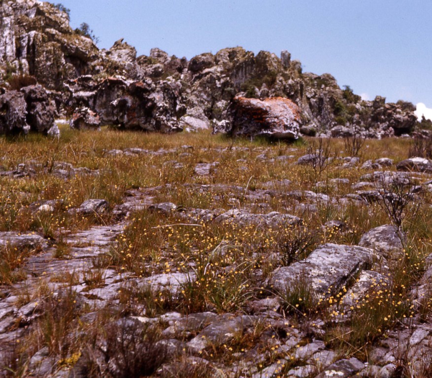 Quarzite pavement with Xyris