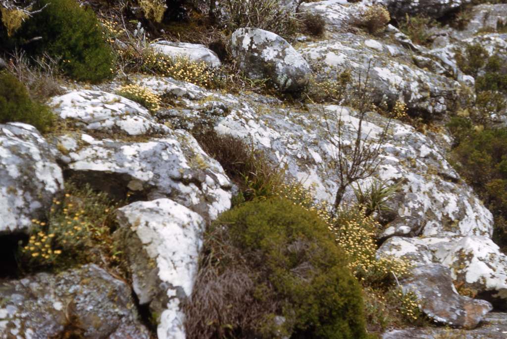 Summit vegetation on Dombe with Ericaceae & Helichrysum