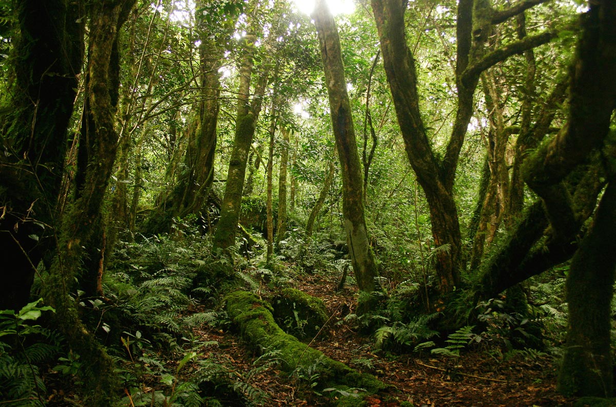 Tricholadus ellipticus mist forest on the higher slopes