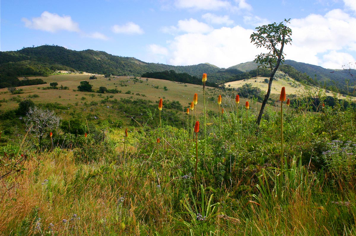 Kniphofia splendida in the upper Nhandar Valley