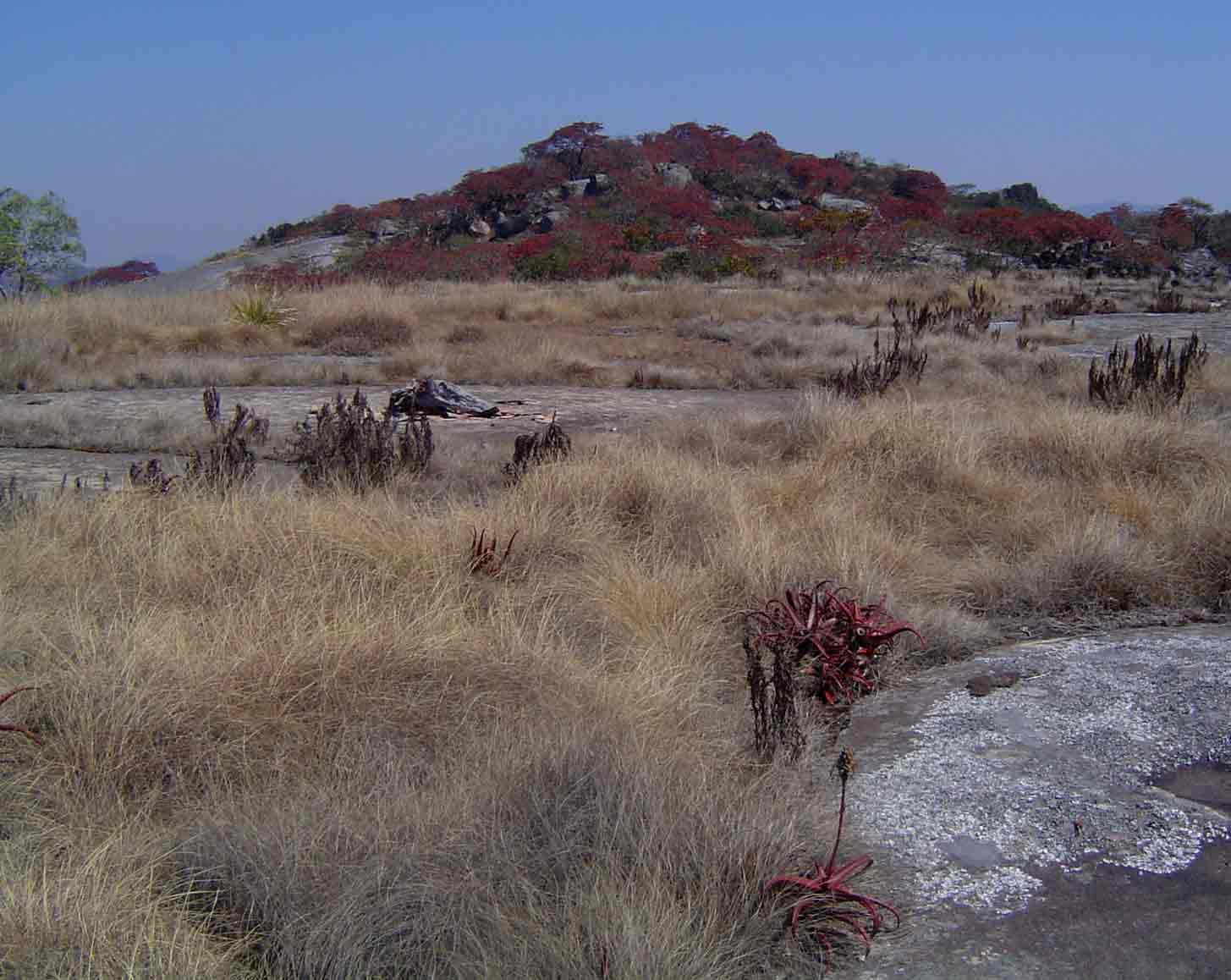 Aloe cameronii and Myrothamnus flabellifolius in vegetation islands