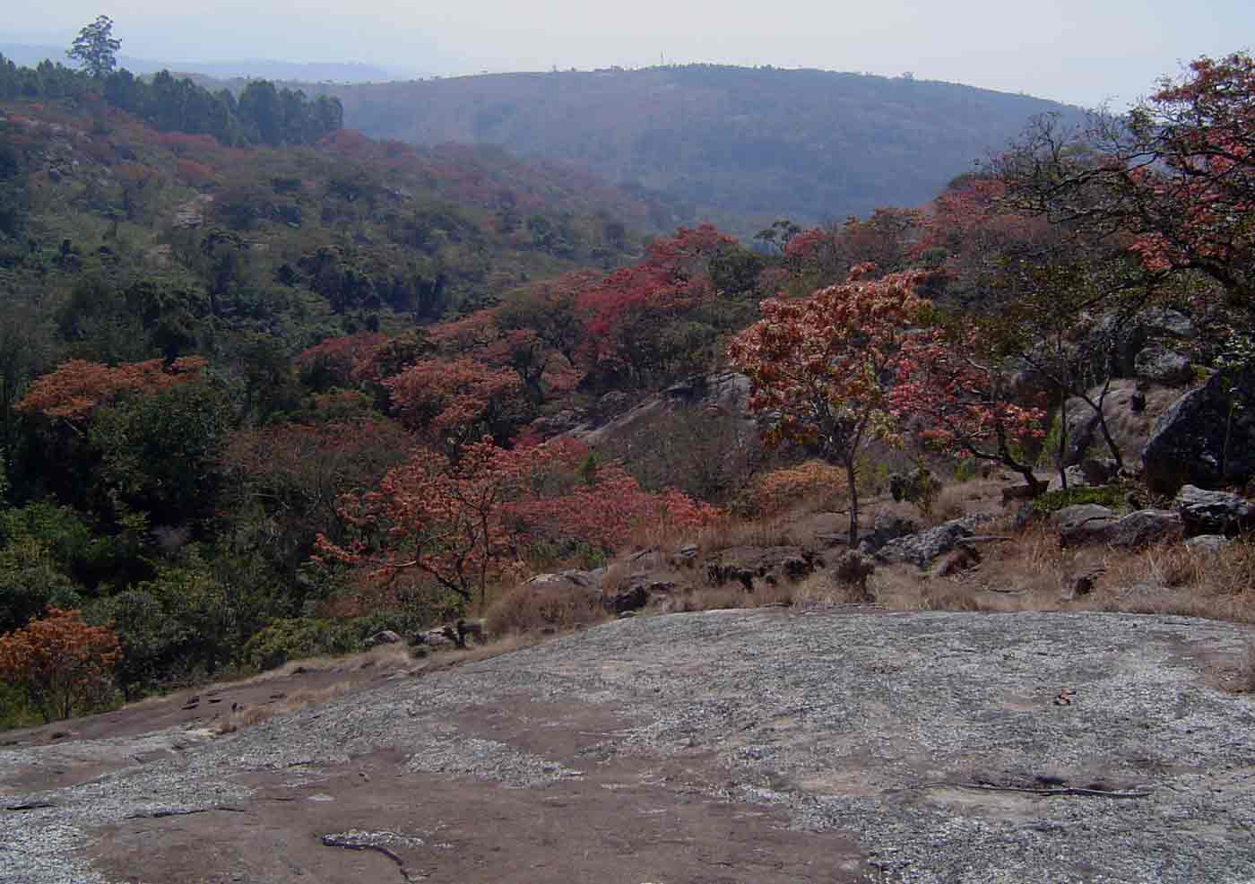 Brachystegia spiciformis with evergreen forest in the ravines