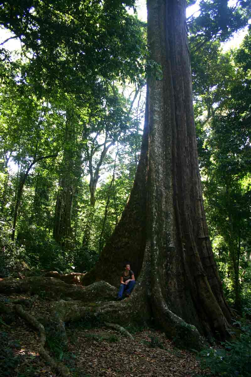 The "Big Tree", Chirinda Forest
