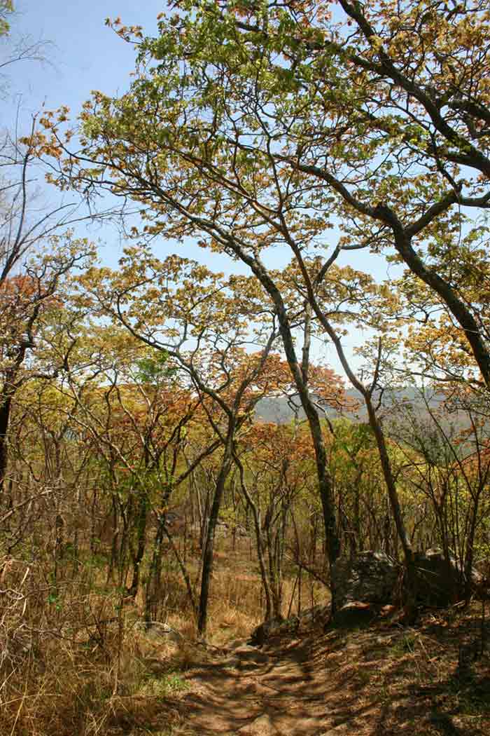 Brachystegia boehmii woodland