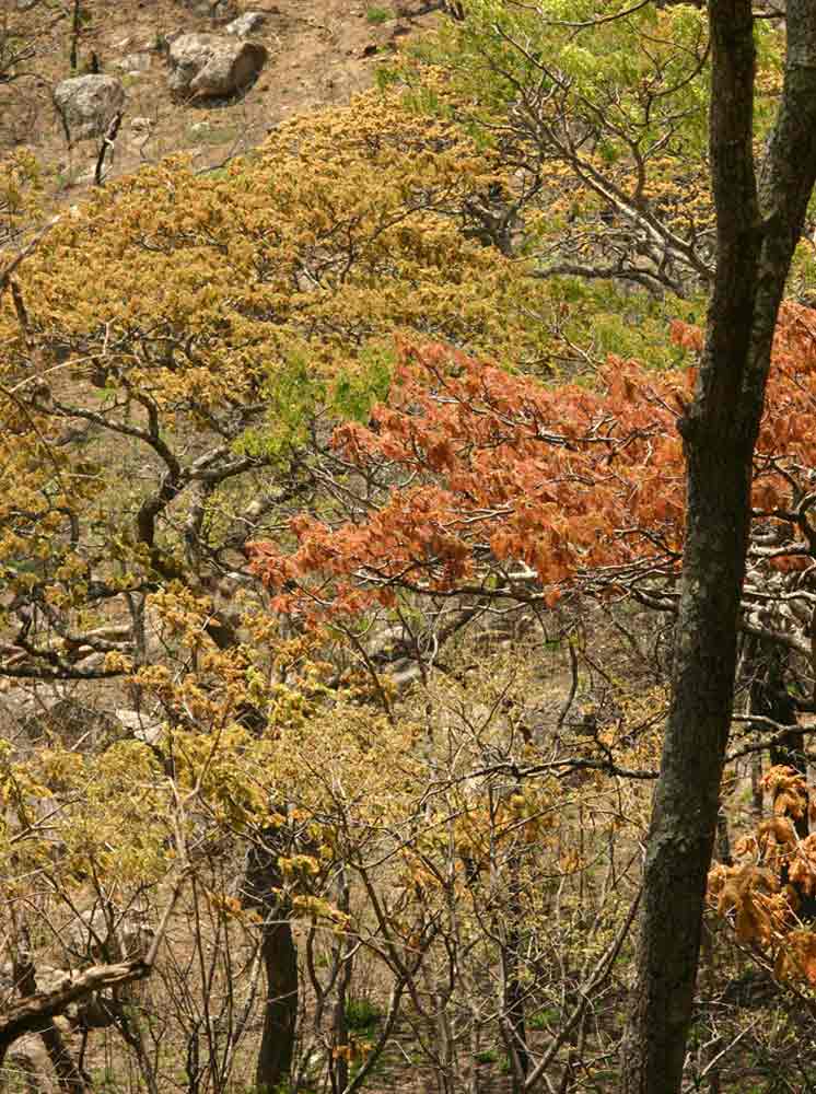 Brachystegia boehmii in spring colours