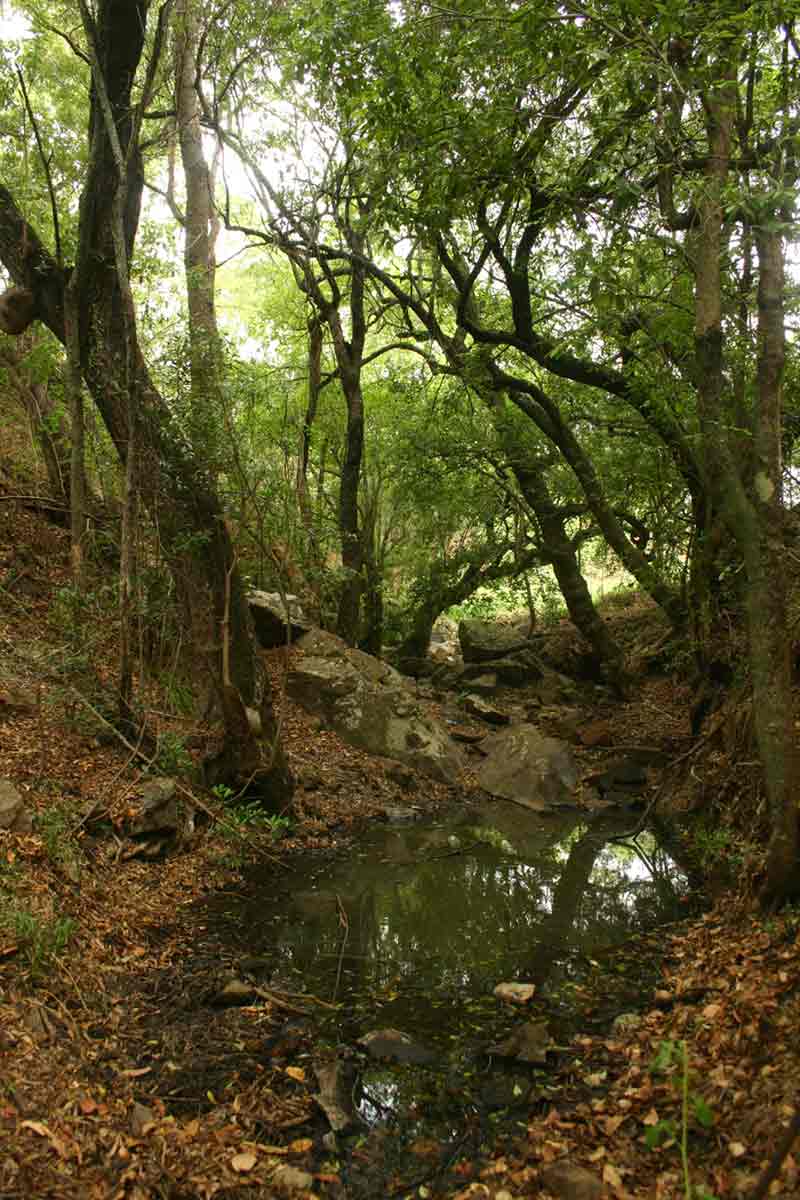 Riverine fringes along a Mazowe tributary