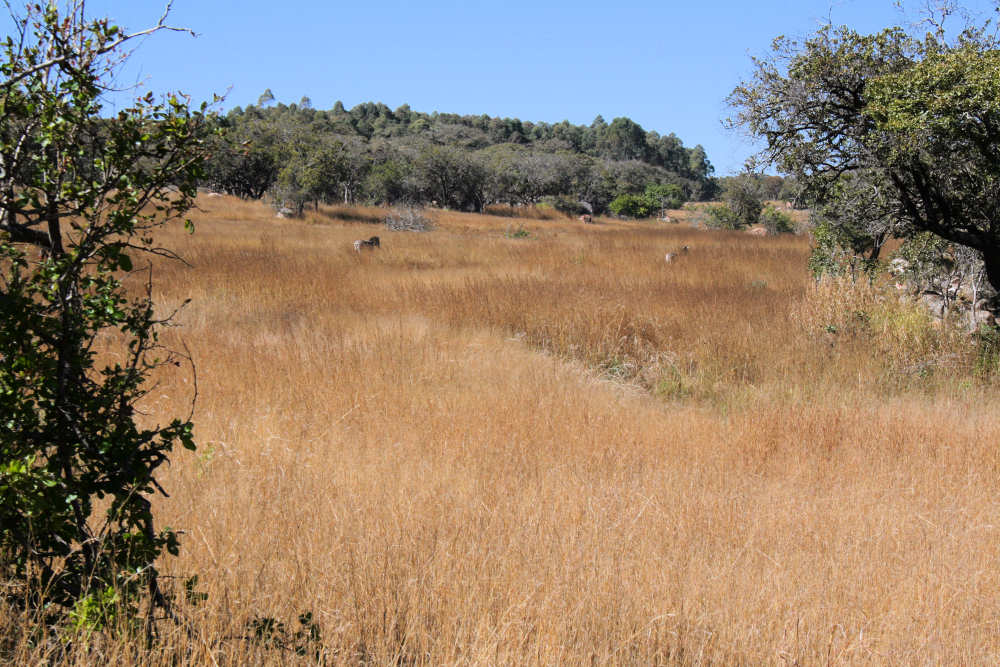 Vlei, woodland and zebra, Gosho Park